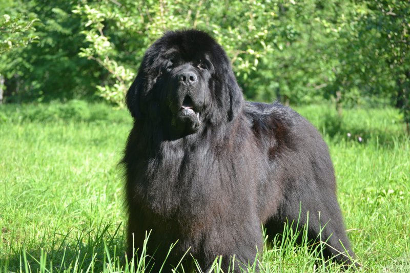 Фото: ньюфаундленд Simbad Pokoritel' Morey (Симбад Покоритель Морей)