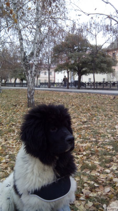 Фото: ньюфаундленд Skazochnaya Kroha SHampan' (Сказочная Кроха Шампань)