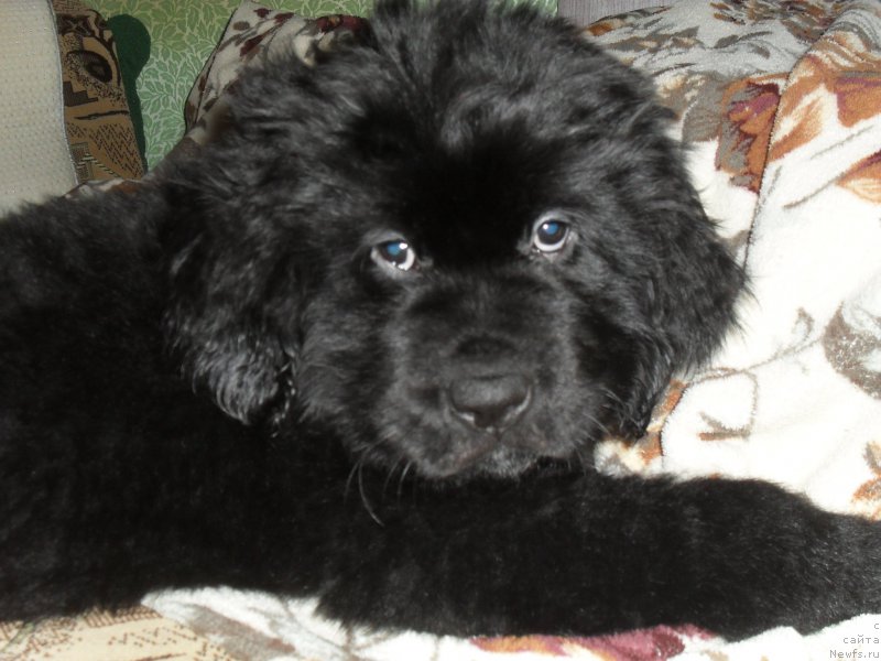 Фото: ньюфаундленд Lionel' (Лионель)