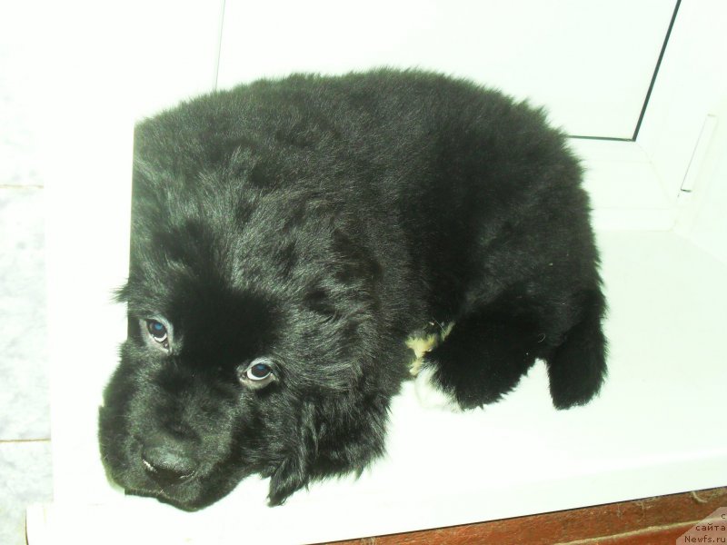 Фото: ньюфаундленд Lionel' (Лионель)