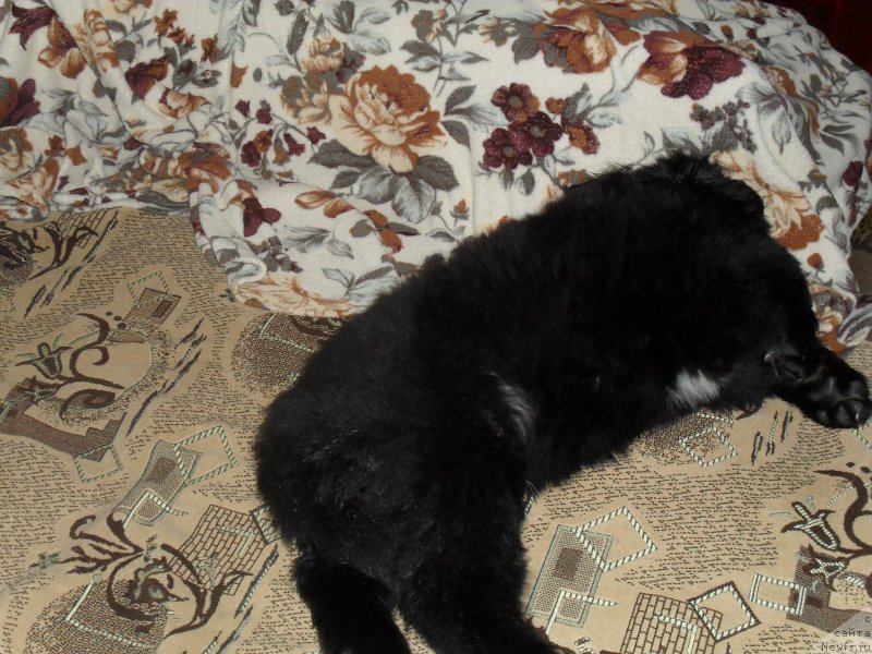 Фото: ньюфаундленд Lionel' (Лионель)