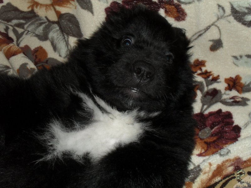 Фото: ньюфаундленд Lionel' (Лионель)