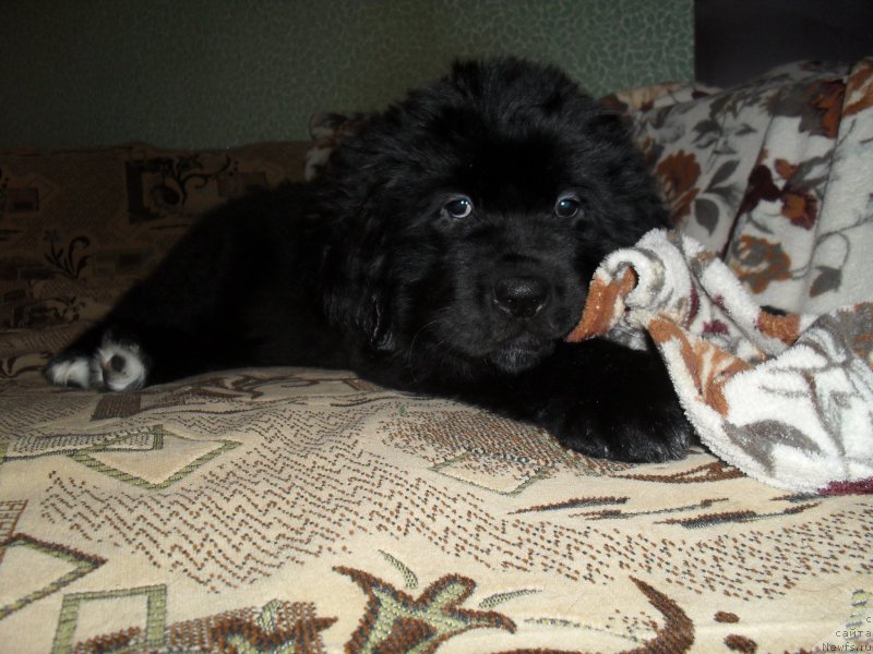 Фото: ньюфаундленд Lionel' (Лионель)