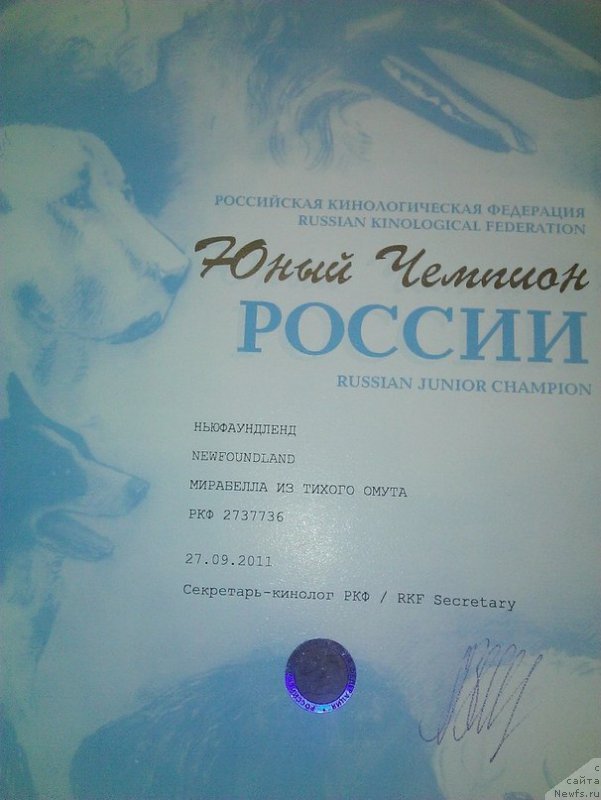 Фото: ньюфаундленд Mirabella iz Tihogo Omuta (Мирабелла из Тихого Омута)