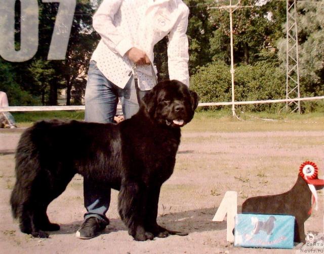 Фото: ньюфаундленд Smigar Ochey Ocharovanie (Смигар Очей Очарованье)