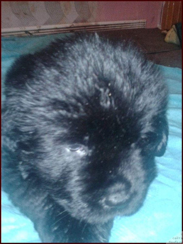 Фото: ньюфаундленд N'yufort Taym's Gold Aleksa (Ньюфорт Тайм'с Голд Алекса), ньюфаундленд Super Bizon Cosmos (Супер Бизон Космос), дети