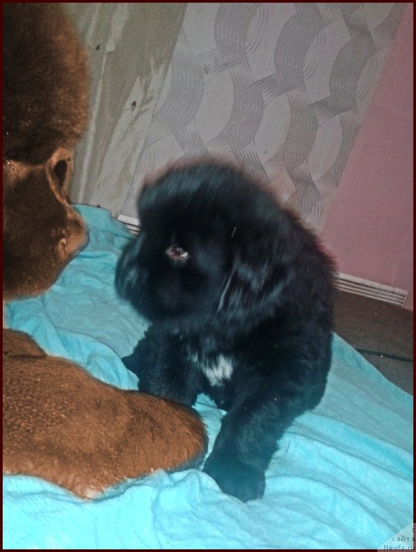 Фото: ньюфаундленд Brownblood MSK Hakim Gold Haydar (Браунблад МСК Хаким Голд Хайдар), ньюфаундленд N'yufort Taym's Gold Aleksa (Ньюфорт Тайм'с Голд Алекса), [d12549] и их дети