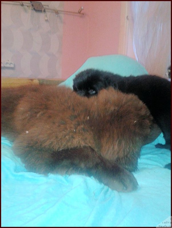 Фото: ньюфаундленд Brownblood MSK Hakim Gold Haydar (Браунблад МСК Хаким Голд Хайдар), ньюфаундленд N'yufort Taym's Gold Aleksa (Ньюфорт Тайм'с Голд Алекса), ньюфаундленд Super Bizon Cosmos (Супер Бизон Космос), и их дети