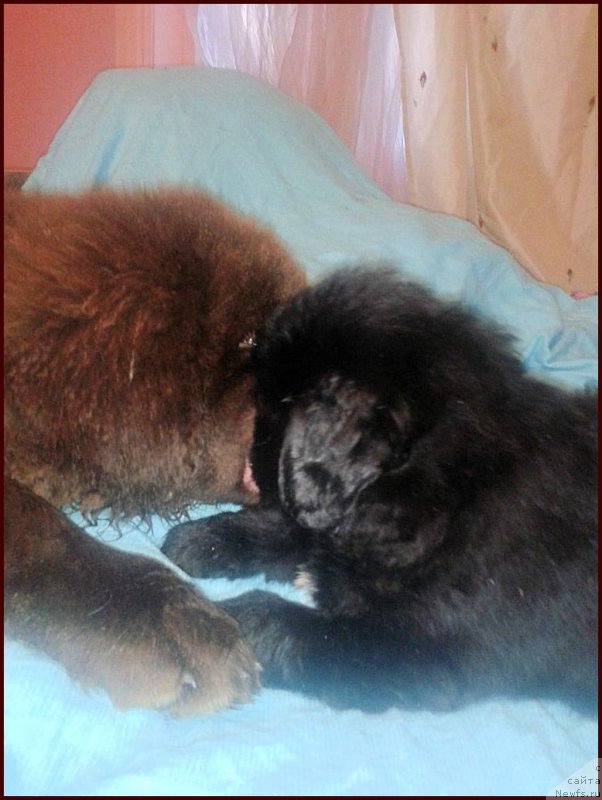 Фото: ньюфаундленд Brownblood MSK Hakim Gold Haydar (Браунблад МСК Хаким Голд Хайдар), ньюфаундленд N'yufort Taym's Gold Aleksa (Ньюфорт Тайм'с Голд Алекса), ньюфаундленд Super Bizon Cosmos (Супер Бизон Космос), и их дети