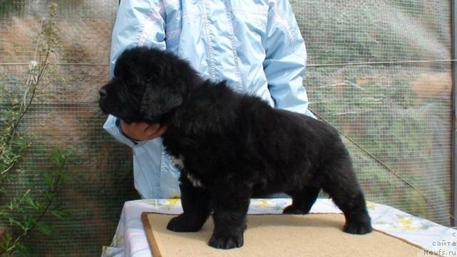 Фото: ньюфаундленд Smigar Iney Serebristyiy Dyim (Смигар Иней Серебристый Дым)