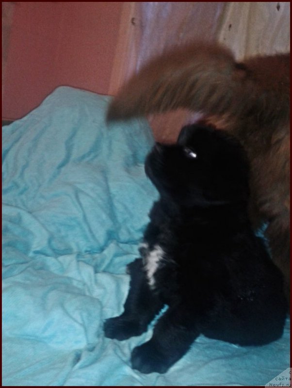 Фотография № 168571