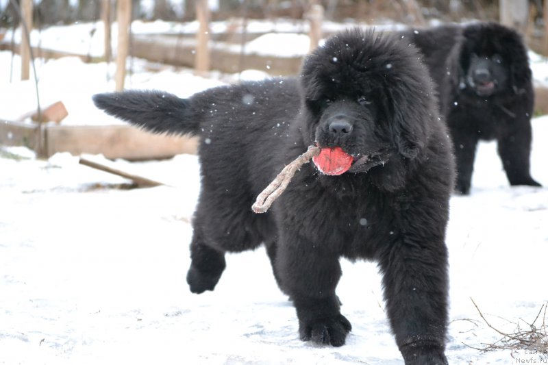 Фото: ньюфаундленд Nazar Vyatskiy Medved (Назар Вятский Медведь)