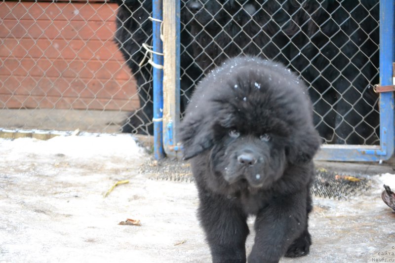 Фото: ньюфаундленд Nazar Vyatskiy Medved (Назар Вятский Медведь)