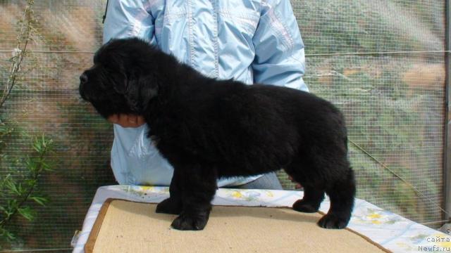 Фото: ньюфаундленд Smigar I yeto vse o nem (Смигар И это все о нем)