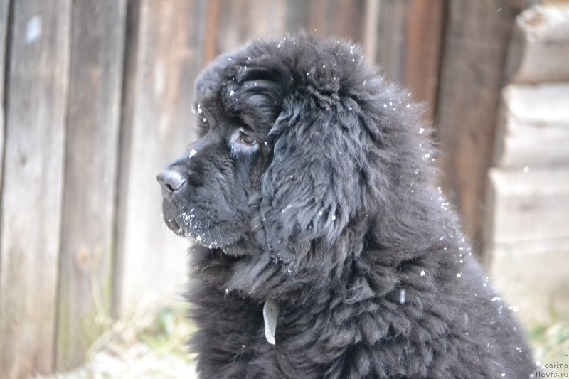 Фото: ньюфаундленд Nikol' Krasavica Vyatki (Николь Красавица Вятки)