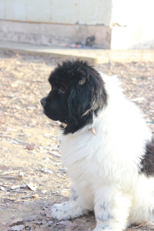 Фотография № 168584