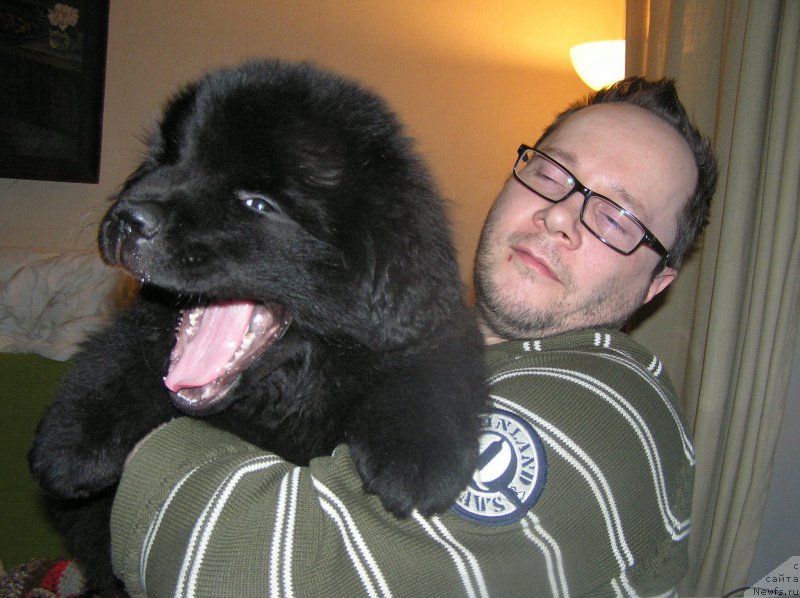 Фото: ньюфаундленд Bylinnaya Marfa s Berega Dona (Былинная Марфа с Берега Дона)