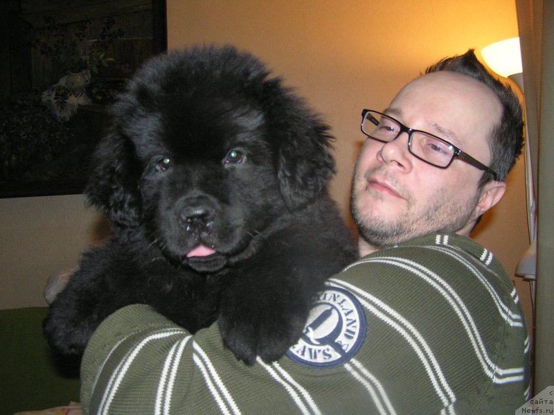 Фото: ньюфаундленд Bylinnaya Marfa s Berega Dona (Былинная Марфа с Берега Дона), Roman Nikitenko (Роман Никитенко)