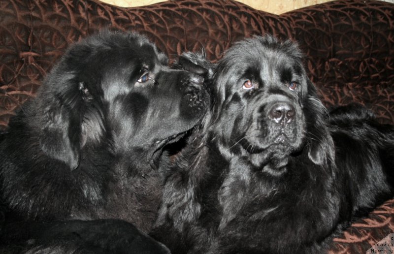 Фото: ньюфаундленд Chernaya Mafia Must Have (Черная Мафия Муст Хаве), ньюфаундленд Chernaya Mafia Meant To Be (Черная Мафия Меант То Бе)