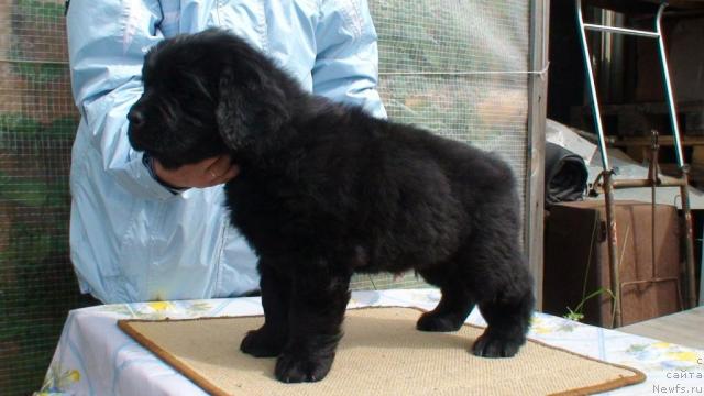 Фото: ньюфаундленд Smigar Ivanushka Interneyshenl (Смигар Иванушка Интернейшенл)