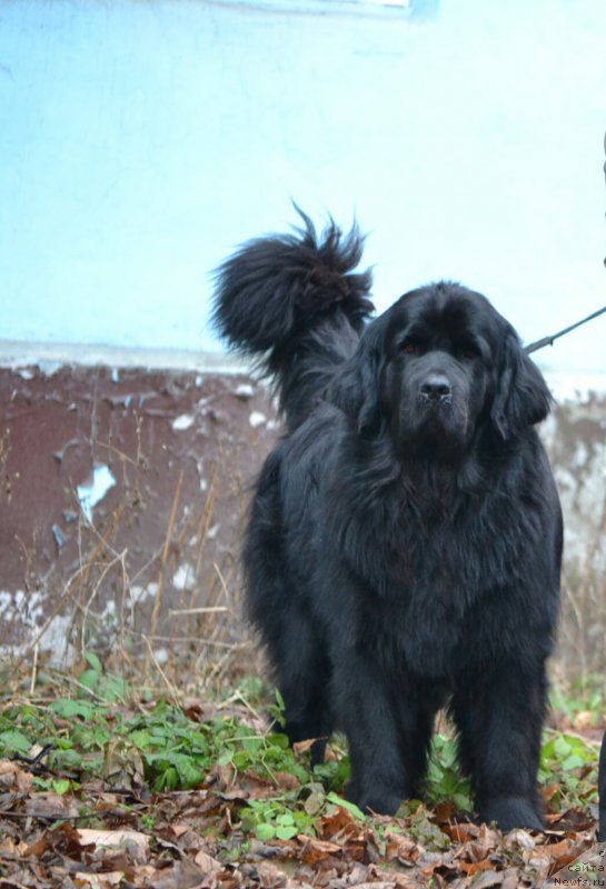 Фото: ньюфаундленд Nefertiti Krasavica Gryadet (Нефертити Красавица Грядет)