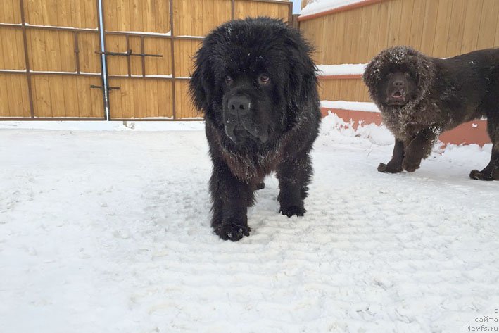 Фото: ньюфаундленд Chistolybivaya Chic s Berega Dona (Честолюбивая Чик с Берега Дона), ньюфаундленд Sent Djons Lyeydi Av Ze Hauz (Сент Джонс Лэйди Ав Зе Хауз)