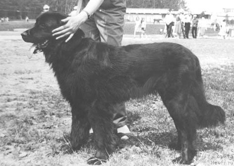 Фото: ньюфаундленд Karolina Jan (Каролина Жан)