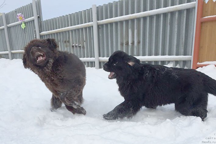 Фото: ньюфаундленд Chistolybivaya Chic s Berega Dona (Честолюбивая Чик с Берега Дона), ньюфаундленд Sent Djons Lyeydi Av Ze Hauz (Сент Джонс Лэйди Ав Зе Хауз)