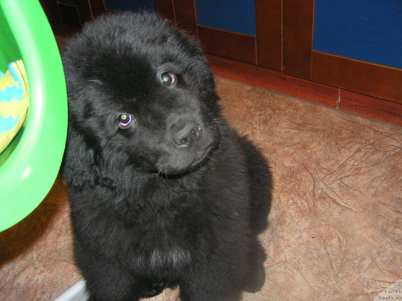 Фото: ньюфаундленд Bylinnaya Marfa s Berega Dona (Былинная Марфа с Берега Дона)