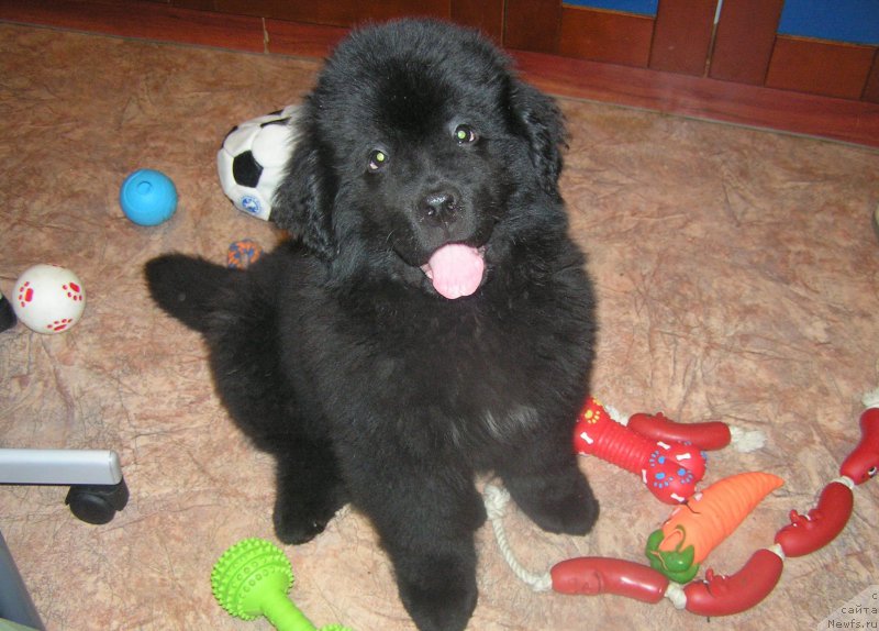 Фото: ньюфаундленд Bylinnaya Marfa s Berega Dona (Былинная Марфа с Берега Дона)