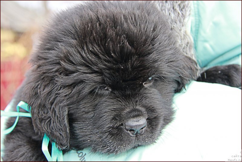 Фото: ньюфаундленд N'yufort Taym's Gold Aleksa (Ньюфорт Тайм'с Голд Алекса), ньюфаундленд Super Bizon Cosmos (Супер Бизон Космос), дети(голубой)