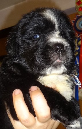 Фото: ньюфаундленд N'yufort Carica Nochi (Ньюфорт Царица Ночи)