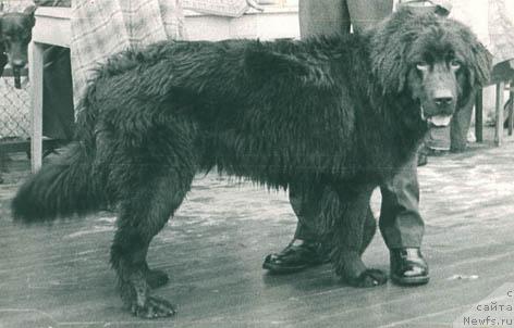 Фото: ньюфаундленд Kapral Nik (Капрал Ник)