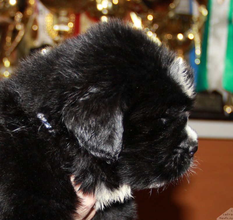 Фото: ньюфаундленд N'yufort Carica Nochi (Ньюфорт Царица Ночи)