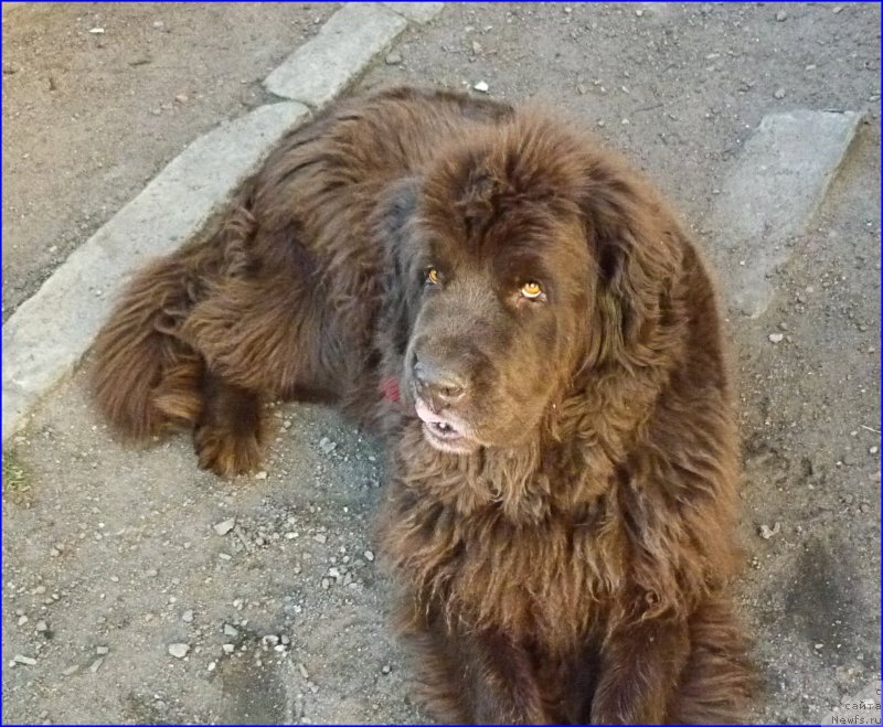 Фото: ньюфаундленд Funnewf Gospozha Udacha (Фанньюф Госпожа Удача)
