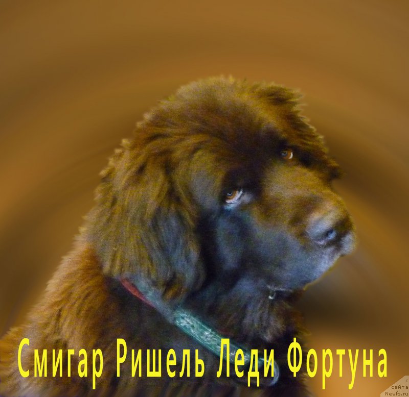 Фото: ньюфаундленд Smigar Rishel Lady Fortuna (Смигар Ришель Леди Фортуна)