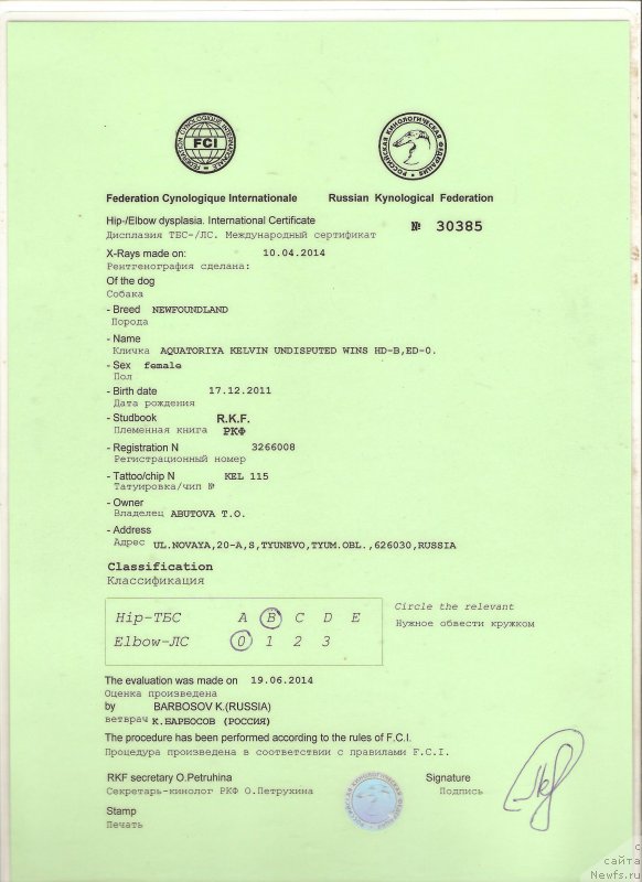 Фото: ньюфаундленд Aquatoriya Kelvin Undisputed Wins (Акватория Келвин Ундиспьютид Винс)