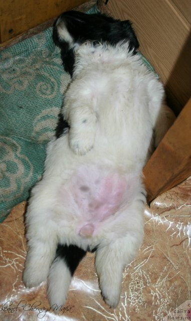 Фото: ньюфаундленд Chernaya Mafia Zebra Time (Черная Мафия Зебра Тиме)