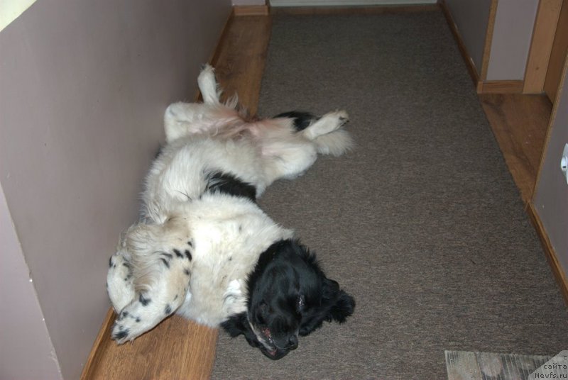 Фото: ньюфаундленд Chernaya Mafia Zebra Time (Черная Мафия Зебра Тиме)