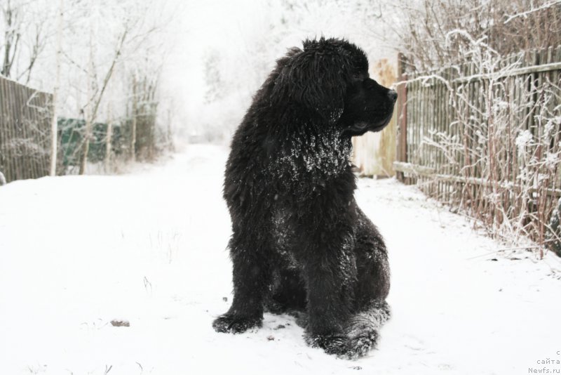 Фото: ньюфаундленд Chernaya Mafia Shengen Visa (Черная Мафия Шенген Виза)