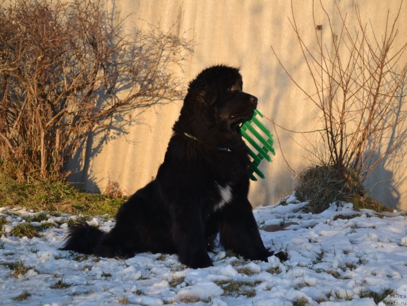Фото: ньюфаундленд Talisman Morya Mishel' (Талисман Моря Мишель)