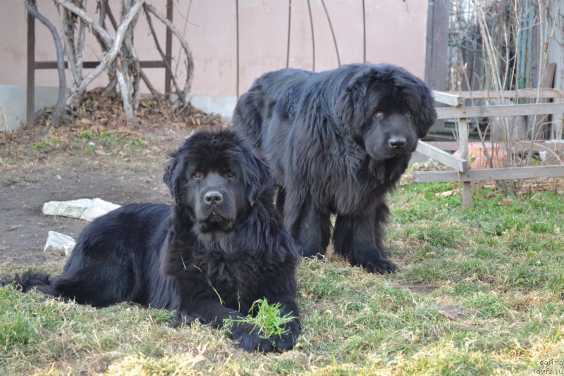 Фото: ньюфаундленд Talisman Morya Mishel' (Талисман Моря Мишель), ньюфаундленд I'm Little Princess Midnight Bear