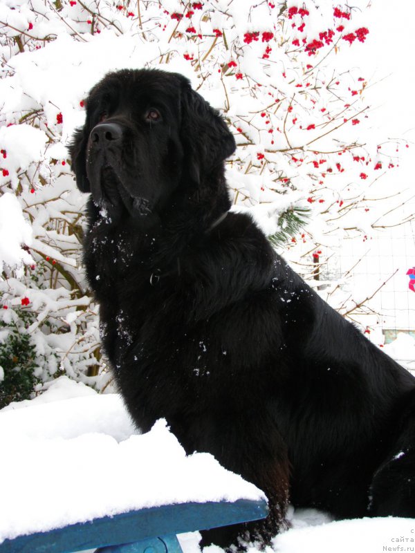 Фото: ньюфаундленд Chernaya Mafia Maybe She Will (Черная Мафия Маубе Ше Вилл)