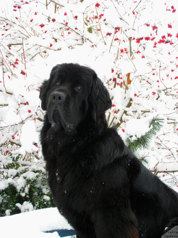 Фото: ньюфаундленд Chernaya Mafia Maybe She Will (Черная Мафия Маубе Ше Вилл)