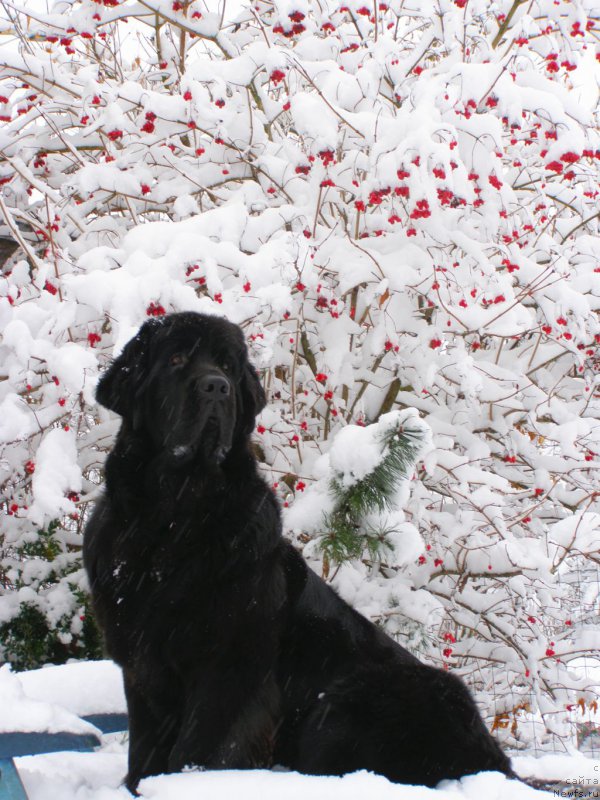 Фото: ньюфаундленд Chernaya Mafia Maybe She Will (Черная Мафия Маубе Ше Вилл)