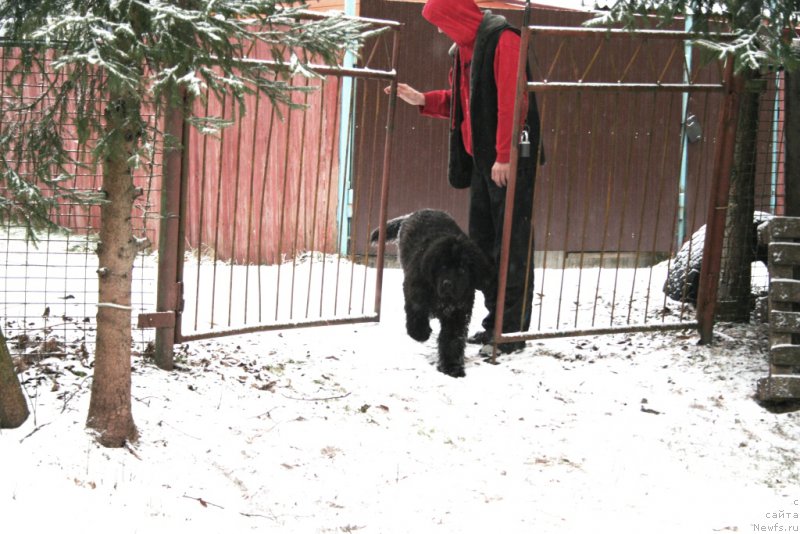 Фото: ньюфаундленд Chernaya Mafia Shengen Visa (Черная Мафия Шенген Виза)