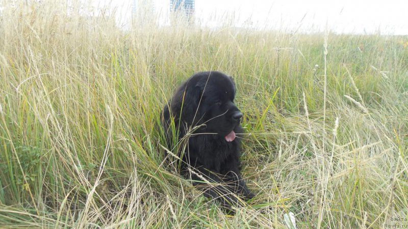 Фото: ньюфаундленд Chernaya Mafia Move Up In The World (Черная Мафия Мове Уп Ин Тхе Ворлд)