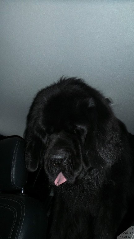 Фото: ньюфаундленд Chernaya Mafia Move Up In The World (Черная Мафия Мове Уп Ин Тхе Ворлд)