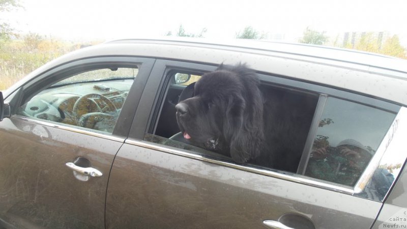 Фото: ньюфаундленд Chernaya Mafia Move Up In The World (Черная Мафия Мове Уп Ин Тхе Ворлд)