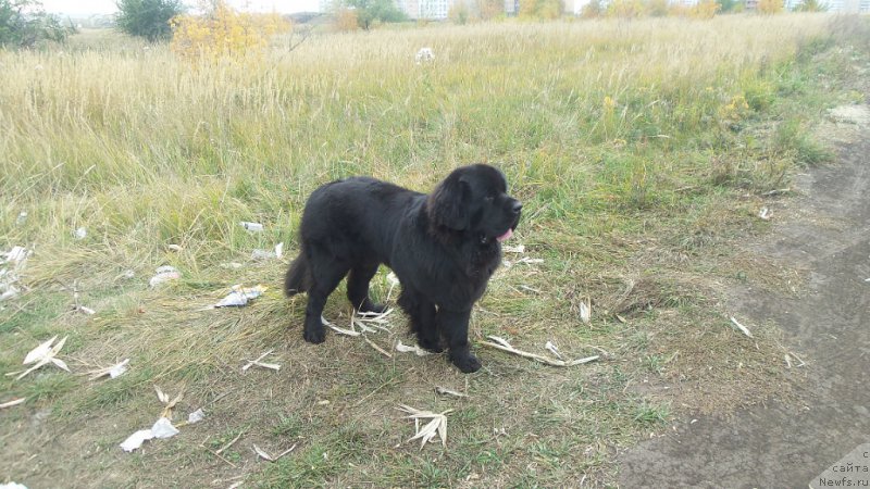 Фото: ньюфаундленд Chernaya Mafia Move Up In The World (Черная Мафия Мове Уп Ин Тхе Ворлд)